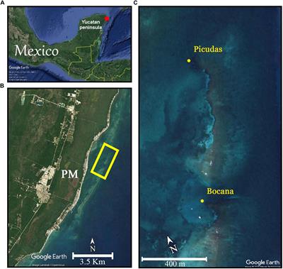 Spatial Patterns of a Lethal White Syndrome Outbreak in Pseudodiploria strigosa